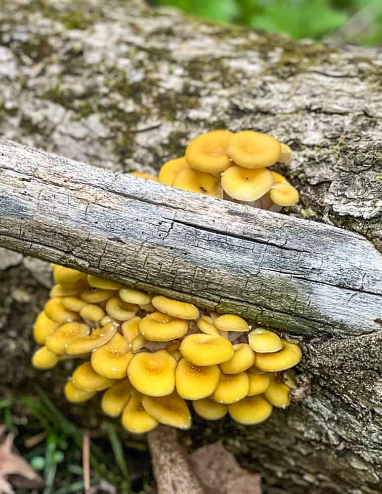 Champignons jeunes d'aspect parfait dans la nature (Source : https://foragerchef.com/foraging-golden-oyster-mushrooms-pleurotus-citrinopileatus/)