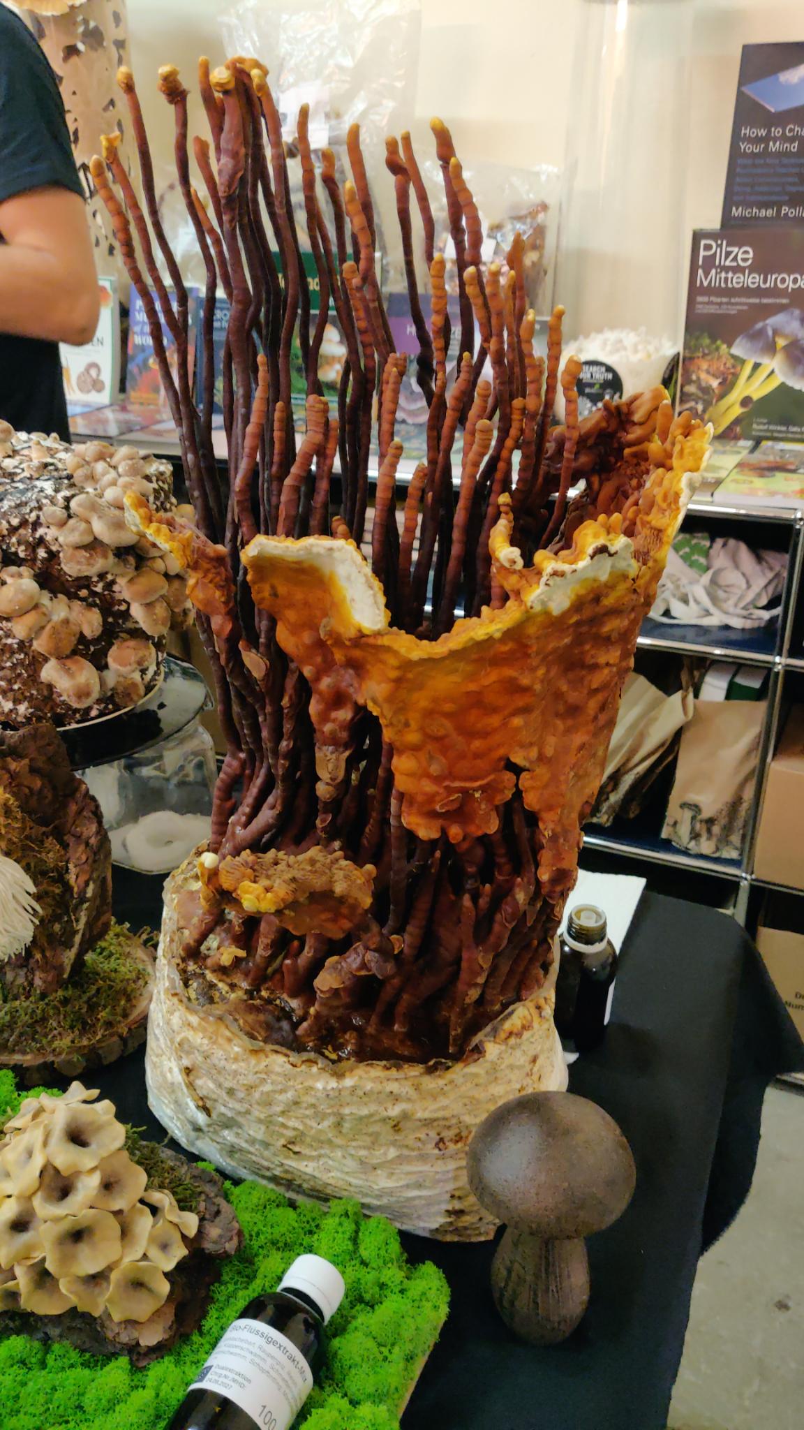 Cultiu de Reishi en la seva forma d'antler