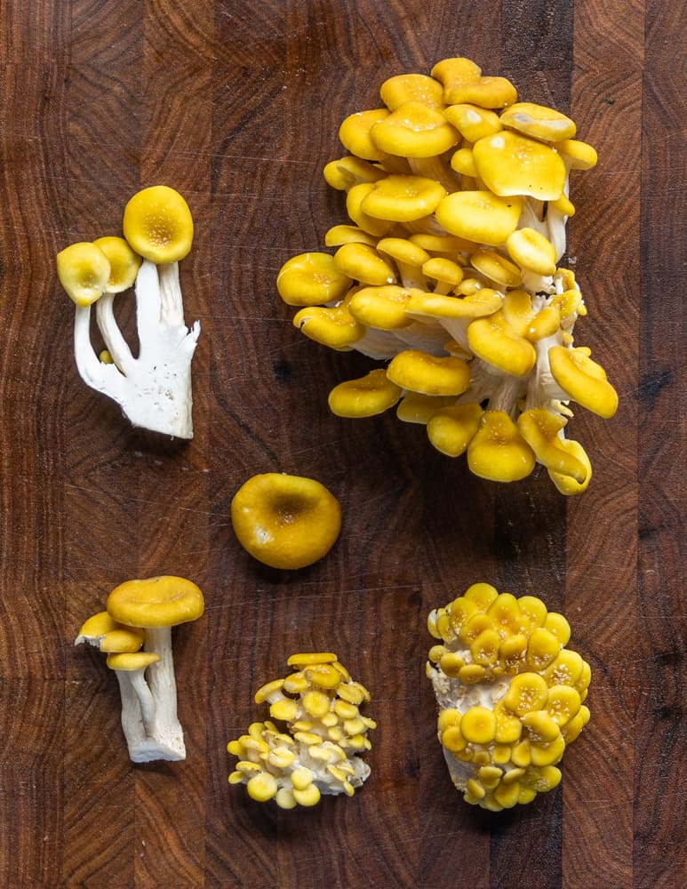 Pleurotes dorés préparés pour la cuisson (Source : https://foragerchef.com/foraging-golden-oyster-mushrooms-pleurotus-citrinopileatus/)