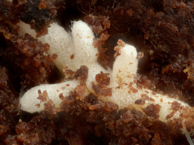 ¿Qué es el wood wide web?